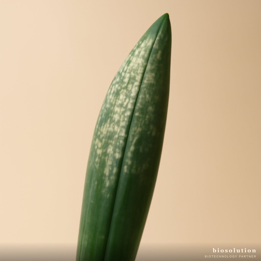 Anti Thrips Horticulture: Control Thrips on Onions, Chilies, Tomatoes