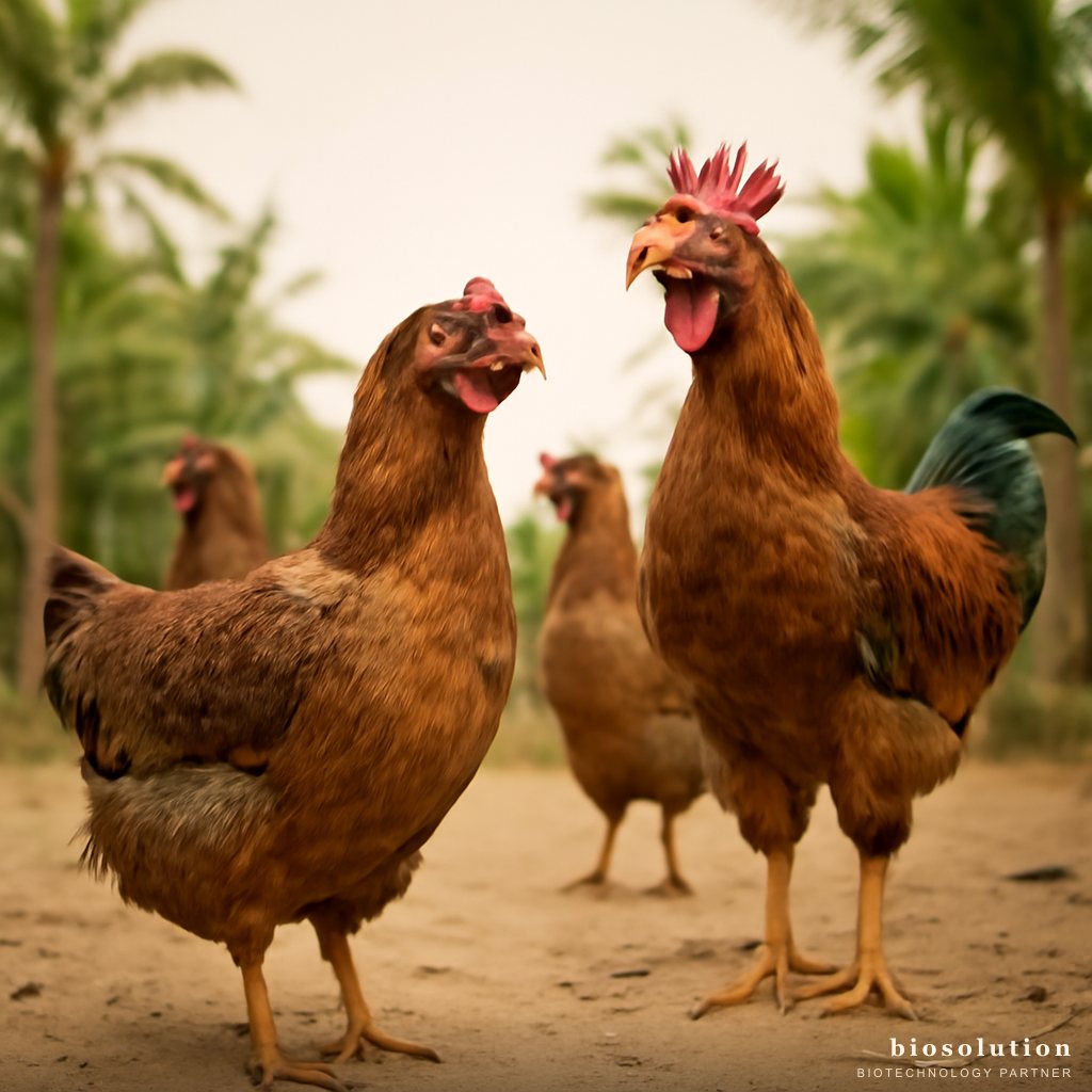 Probiotik Ayam Kampung KUB: Solusi Sehat & Ekonomis
